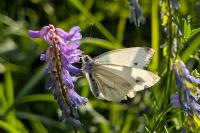 Pieris napi