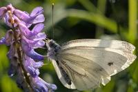 Pieris napi
