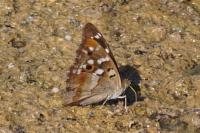Apatura ilia
