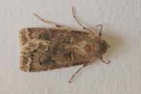 Agrotis bigramma