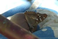 Apatura ilia