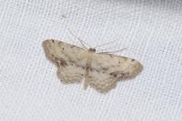 Idaea dimidiata