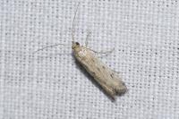 Phycitodes inquinatella