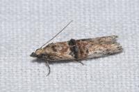 Nephopterix angustella