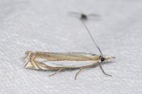 Crambus pascuella
