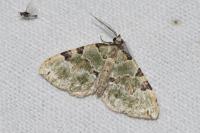 Colostygia pectinataria