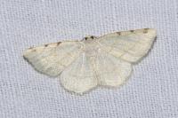 Stegania trimaculata