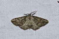 Cleorodes lichenaria