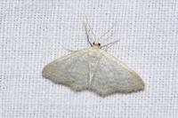Idaea subsericeata