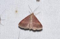 Scopula rubiginata