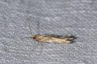 Pyroderces argyrogrammos