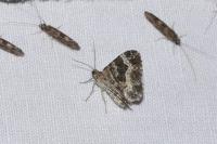 Epirrhoe alternata