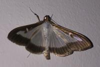 Cydalima perspectalis