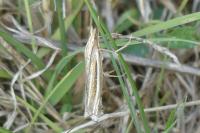 Ancylolomia tentaculella