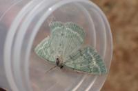 Pseudoterpna pruinata
