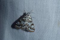 Nymphula nitidulata