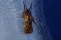 Triodia sylvina