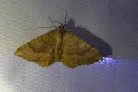 Camptogramma bilineata