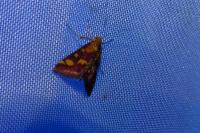 Pyrausta purpuralis