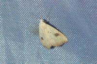 Rivula sericealis