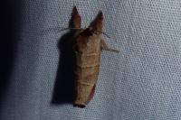 Clostera pigra