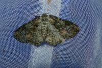 Cleorodes lichenaria