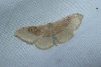 Idaea degeneraria