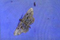 Peribatodes rhomboidaria