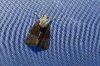 Mesoligia furuncula