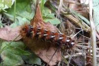 Acronicta rumicis