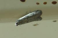 Phycitodes