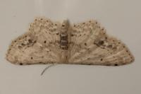 Idaea dimidiata
