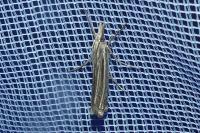 Ancylolomia tentaculella