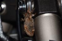 Notodonta dromedarius