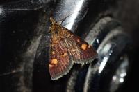 Pyrausta aurata
