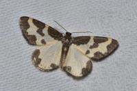 Lomaspilis marginata