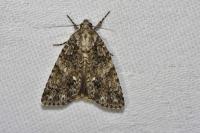 Acronicta rumicis