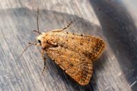 Caradrina clavipalpis