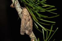 Agrotis exclamationis