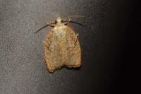 Acleris forsskaleana