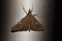 Dolicharthria punctalis