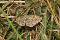 Peribatodes rhomboidaria