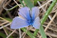 Polyommatus icarus