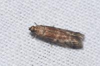 Ephestia woodiella