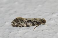 Nemapogon granellus