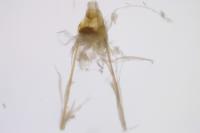 Nemapogon granellus