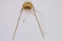 Nemapogon granellus