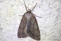 Pachycnemia hippocastanaria