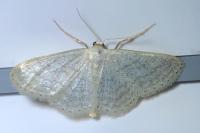 Idaea subsericeata