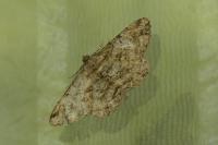 Peribatodes rhomboidaria